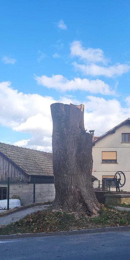 Podiranje dreves z dvižno košaro