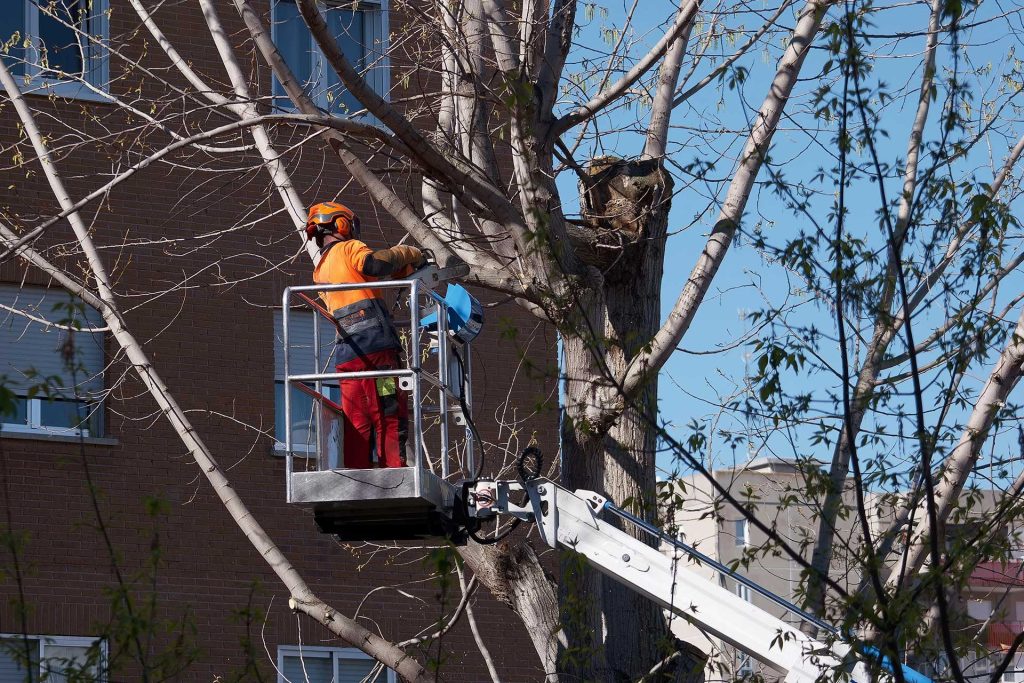 Obrezovanje dreves z dvižno košaro